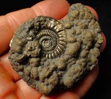 Load image into Gallery viewer, Large Crucilobiceras pyrite ammonite fossil (62 mm)
