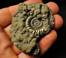 Load image into Gallery viewer, Large Crucilobiceras pyrite ammonite fossil (62 mm)
