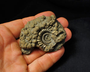 Large Crucilobiceras pyrite ammonite fossil (62 mm)
