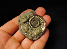 Load image into Gallery viewer, Large Crucilobiceras pyrite ammonite fossil (50 mm)
