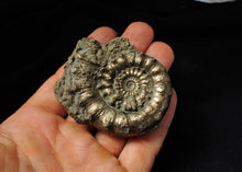 Load image into Gallery viewer, Large pyrite Eoderoceras bispinigerum spiny ammonite (67 mm)