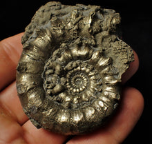 Load image into Gallery viewer, Large pyrite Eoderoceras bispinigerum spiny ammonite (67 mm)