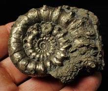 Load image into Gallery viewer, Large pyrite Eoderoceras bispinigerum spiny ammonite (67 mm)