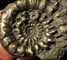 Load image into Gallery viewer, Large pyrite Eoderoceras bispinigerum spiny ammonite (67 mm)