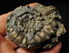 Load image into Gallery viewer, Large pyrite Eoderoceras bispinigerum spiny ammonite (67 mm)