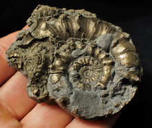 Load image into Gallery viewer, Large pyrite Eoderoceras bispinigerum spiny ammonite (67 mm)