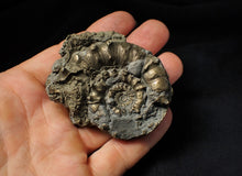 Load image into Gallery viewer, Large pyrite Eoderoceras bispinigerum spiny ammonite (67 mm)
