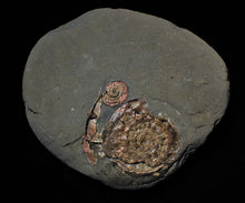 Load image into Gallery viewer, Pearlescent iridescent Psiloceras multi-ammonite display piece