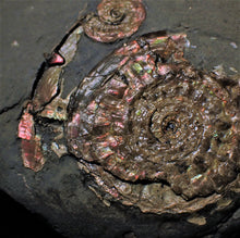 Load image into Gallery viewer, Pearlescent iridescent Psiloceras multi-ammonite display piece