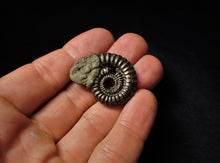 Load image into Gallery viewer, Crucilobiceras pyrite ammonite fossil (35 mm)