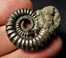 Load image into Gallery viewer, Crucilobiceras pyrite ammonite fossil (35 mm)