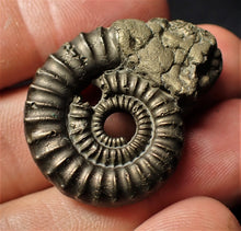 Load image into Gallery viewer, Crucilobiceras pyrite ammonite fossil (35 mm)