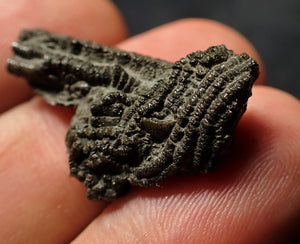 Detailed little 3D crinoid stem fossil (27 mm)