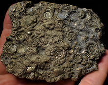 Load image into Gallery viewer, Huge pyrite multi-ammonite & bivalve fossil (97mm)
