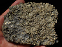 Load image into Gallery viewer, Huge pyrite multi-ammonite & bivalve fossil (97mm)