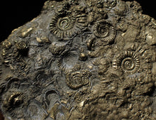 Load image into Gallery viewer, Huge pyrite multi-ammonite & bivalve fossil (97mm)