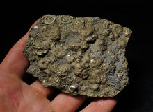 Load image into Gallery viewer, Huge pyrite multi-ammonite & bivalve fossil (97mm)