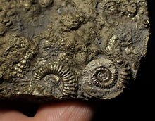 Load image into Gallery viewer, Huge pyrite multi-ammonite & bivalve fossil (97mm)
