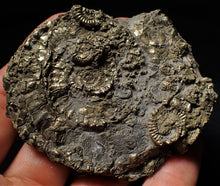 Load image into Gallery viewer, Huge pyrite multi-ammonite & bivalve fossil (72mm)