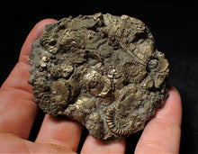 Load image into Gallery viewer, Huge pyrite multi-ammonite & bivalve fossil (72mm)