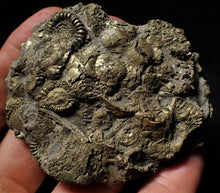 Load image into Gallery viewer, Huge pyrite multi-ammonite & bivalve fossil (72mm)