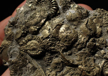 Load image into Gallery viewer, Huge pyrite multi-ammonite & bivalve fossil (72mm)