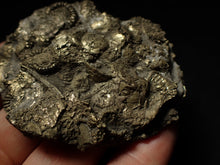 Load image into Gallery viewer, Huge pyrite multi-ammonite & bivalve fossil (72mm)