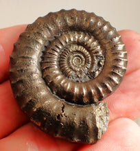 Load image into Gallery viewer, Very large Crucilobiceras pyrite ammonite fossil (49 mm)
