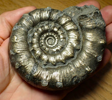 Load image into Gallery viewer, Huge chunky pyrite Eoderoceras ammonite (101 mm)