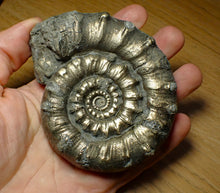 Load image into Gallery viewer, Huge chunky pyrite Eoderoceras ammonite (101 mm)