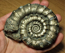 Load image into Gallery viewer, Huge chunky pyrite Eoderoceras ammonite (101 mm)