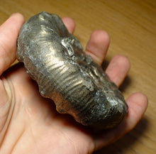 Load image into Gallery viewer, Huge chunky pyrite Eoderoceras ammonite (101 mm)