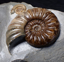 Load image into Gallery viewer, Sculptural Asteroceras obtusum display ammonite fossil (98 mm)