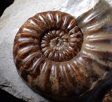 Load image into Gallery viewer, Sculptural Asteroceras obtusum display ammonite fossil (98 mm)