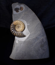 Load image into Gallery viewer, Sculptural Asteroceras obtusum display ammonite fossil (84 mm)