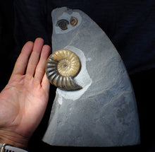 Load image into Gallery viewer, Sculptural Asteroceras obtusum display ammonite fossil (84 mm)