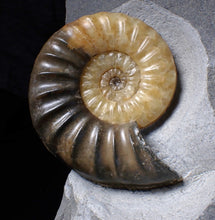 Load image into Gallery viewer, Sculptural Asteroceras obtusum display ammonite fossil (84 mm)