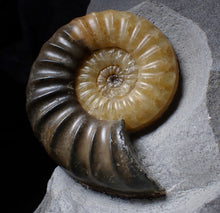 Load image into Gallery viewer, Sculptural Asteroceras obtusum display ammonite fossil (84 mm)
