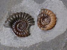 Load image into Gallery viewer, Sculptural Asteroceras obtusum display ammonite fossil (84 mm)