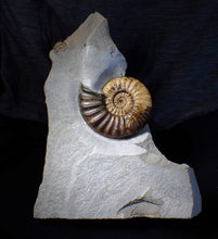 Load image into Gallery viewer, Asteroceras obtusum display ammonite fossil (102 mm)