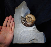 Load image into Gallery viewer, Asteroceras obtusum display ammonite fossil (102 mm)