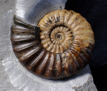 Load image into Gallery viewer, Asteroceras obtusum display ammonite fossil (102 mm)