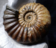 Load image into Gallery viewer, Asteroceras obtusum display ammonite fossil (102 mm)
