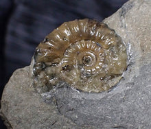 Load image into Gallery viewer, Asteroceras obtusum display ammonite fossil (102 mm)