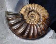 Load image into Gallery viewer, Asteroceras obtusum display ammonite fossil (102 mm)