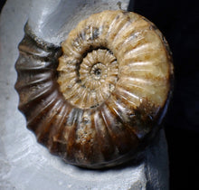 Load image into Gallery viewer, Asteroceras obtusum display ammonite fossil (102 mm)