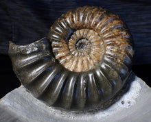 Load image into Gallery viewer, Sculptural Asteroceras obtusum display ammonite fossil (98 mm)