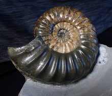 Load image into Gallery viewer, Sculptural Asteroceras obtusum display ammonite fossil (98 mm)