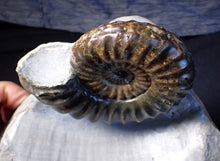 Load image into Gallery viewer, Sculptural Asteroceras obtusum display ammonite fossil (98 mm)