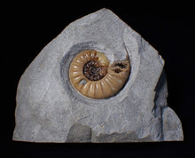 Load image into Gallery viewer, Colourful Asteroceras obtusum display ammonite fossil (55 mm)